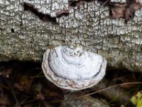 Weißer Baumpilz mit Farbringen an Birkenstamm